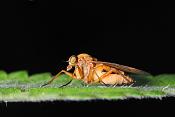 snavelvlieg (Rhagionidae sp) 7-2012 8853